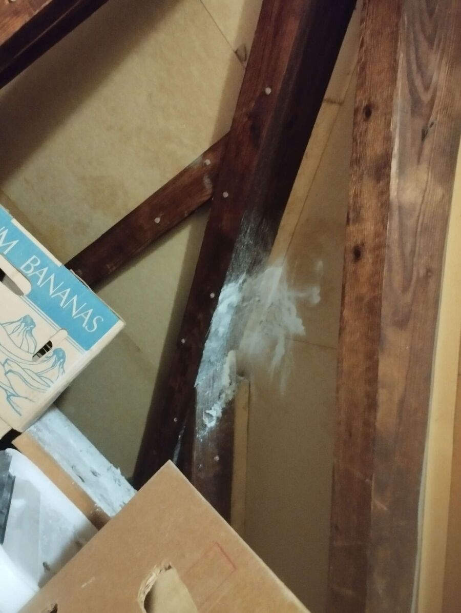 Relocate bees & remove bee nest