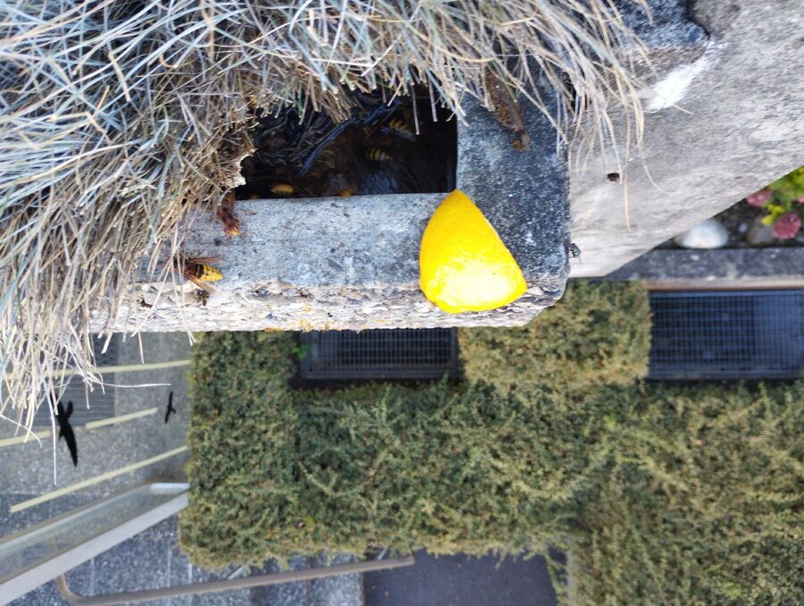 Relocate bees & remove bee nest