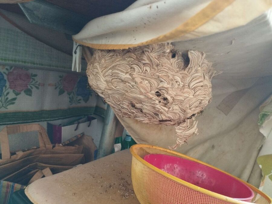 Remove bee nest