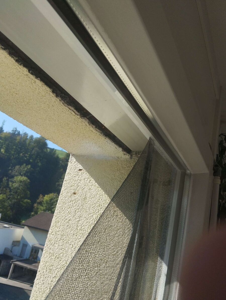 Relocate bees & remove bee nest