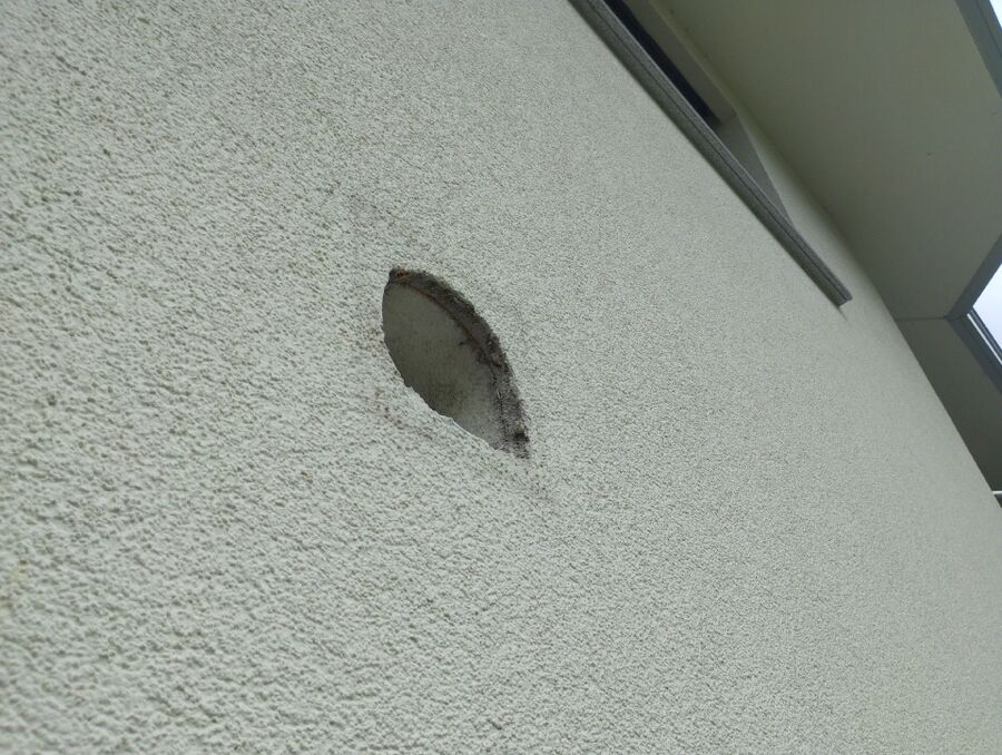 Relocate bees & remove bee nest