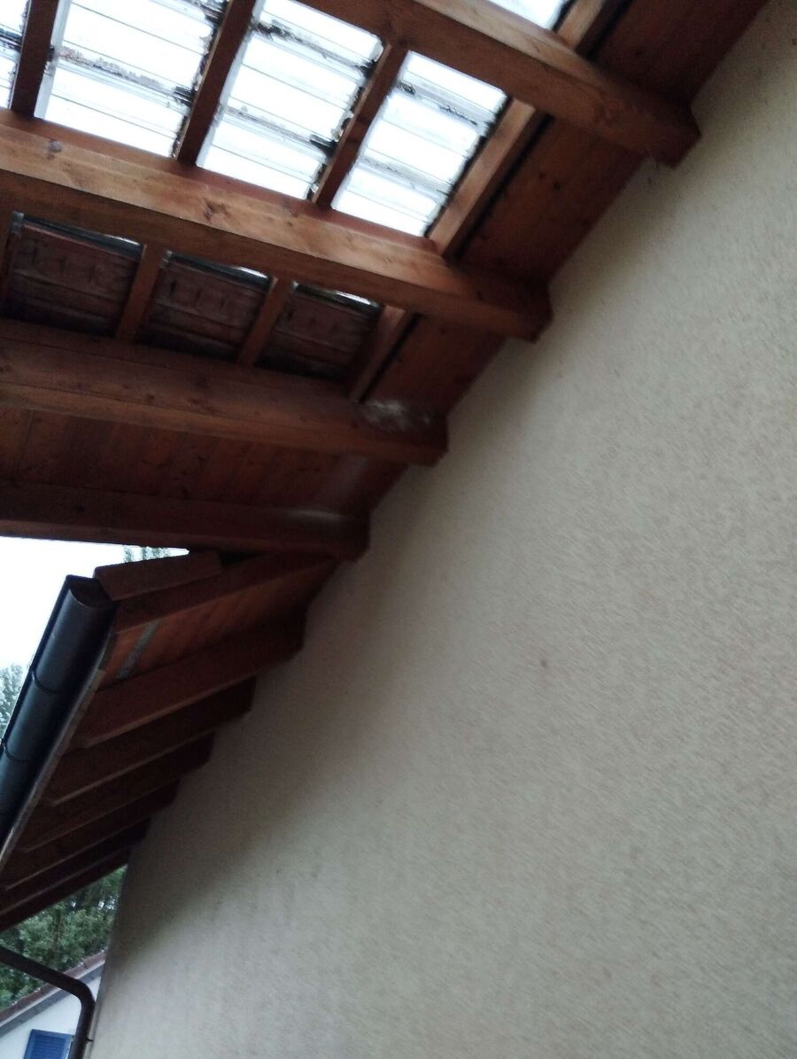 Relocate bees & remove bee nest