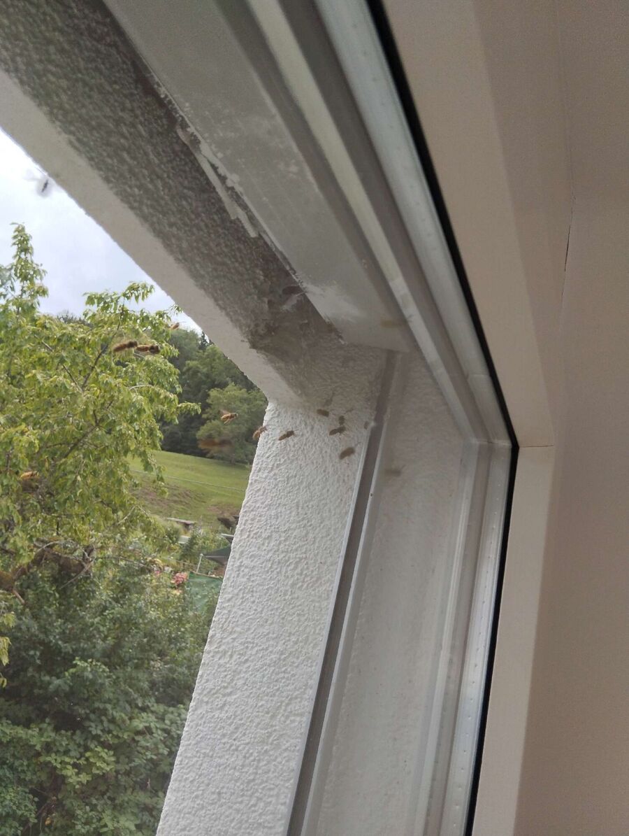 Relocate bees & remove bee nest