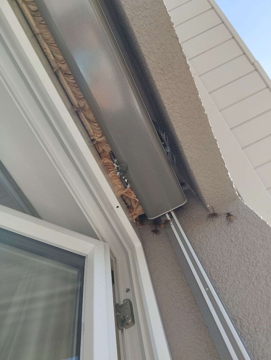 Relocate bees & remove bee nest