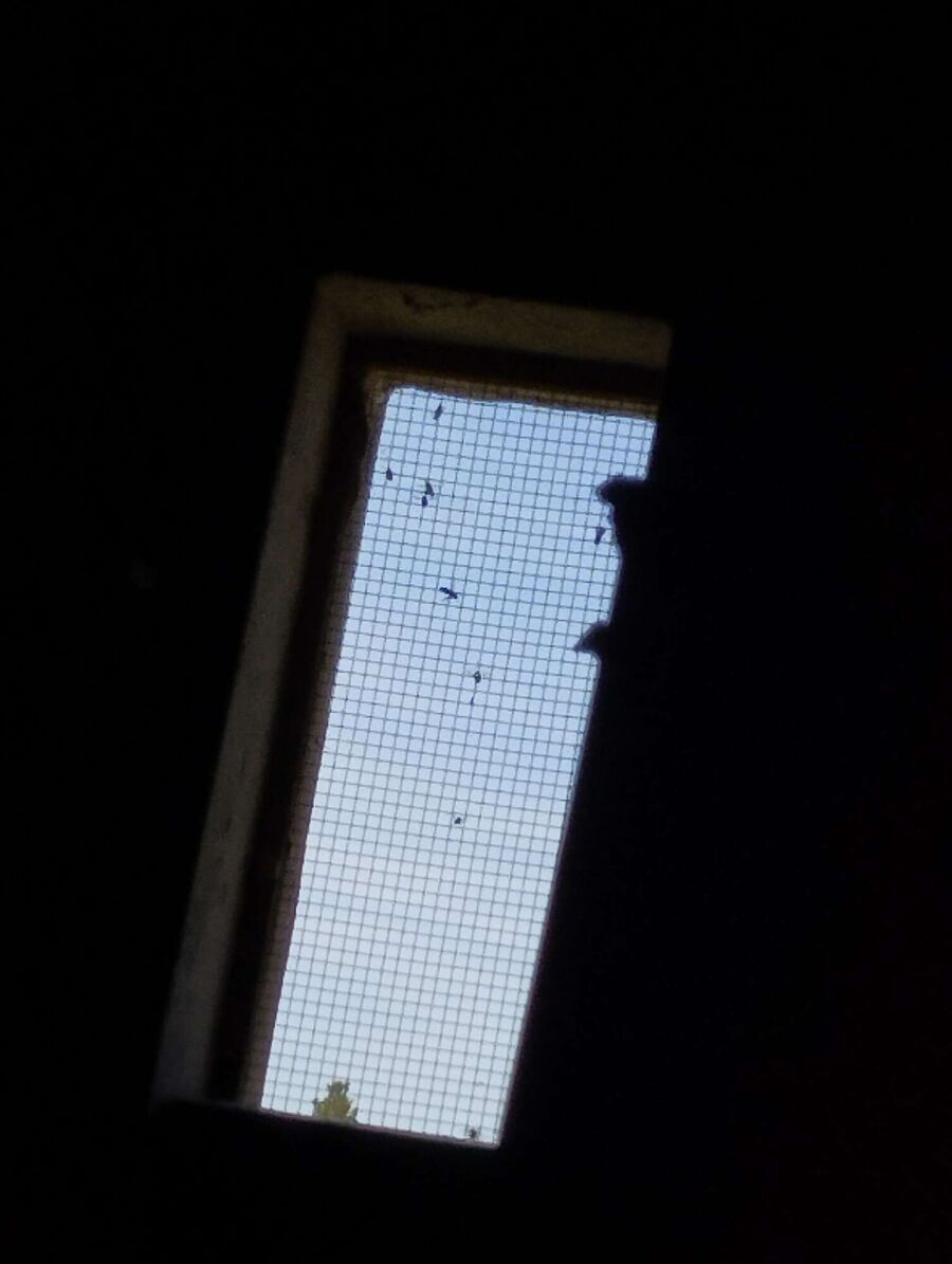 Bee nest at the house remove