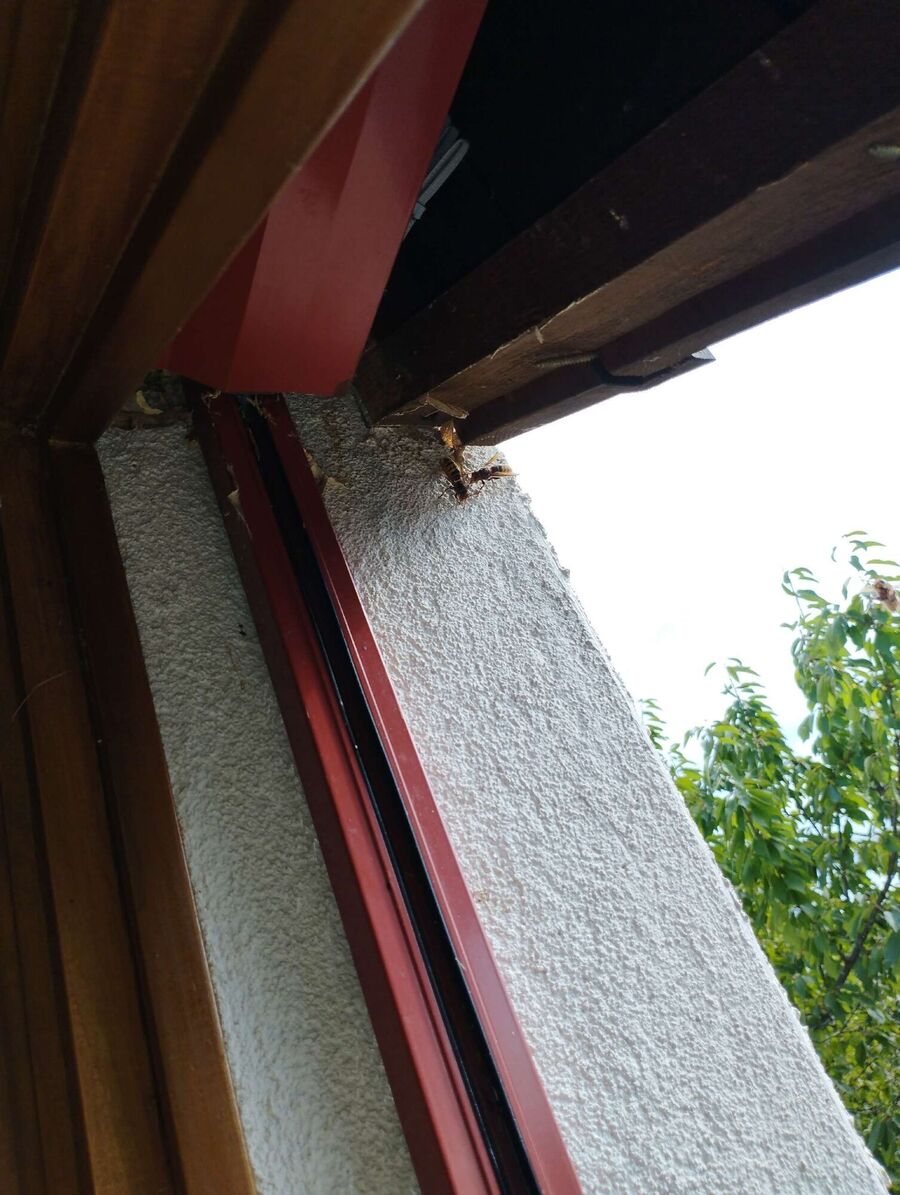Bee nest at the house remove