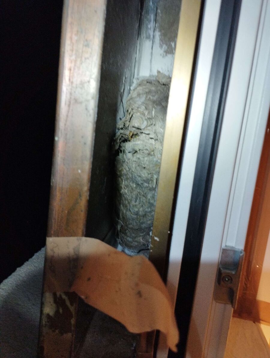 Relocate bees & remove bee nest