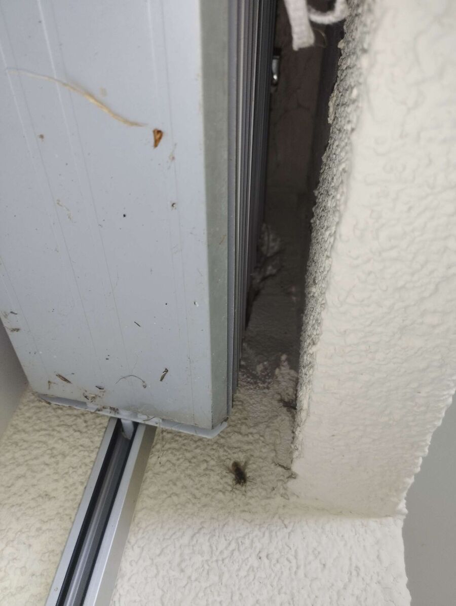 Relocate bees & remove bee nest