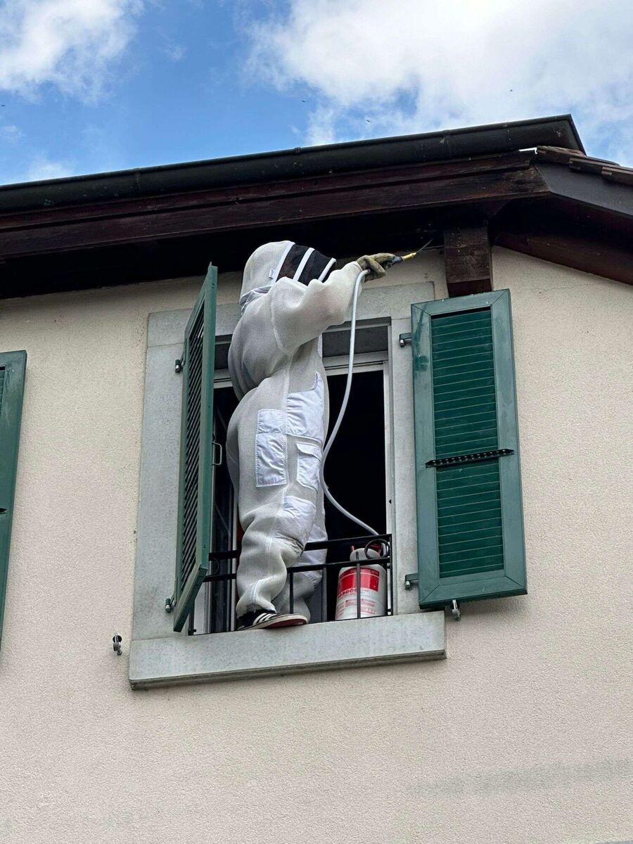 Relocate bees & remove bee nest