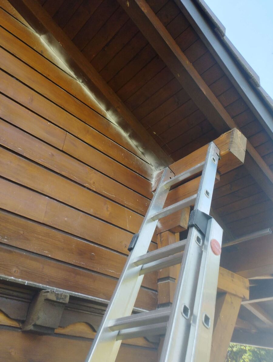 Relocate bees & remove bee nest