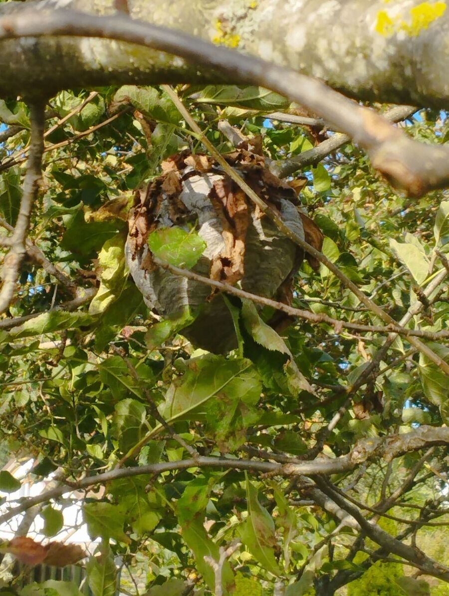Bee nest at the house remove