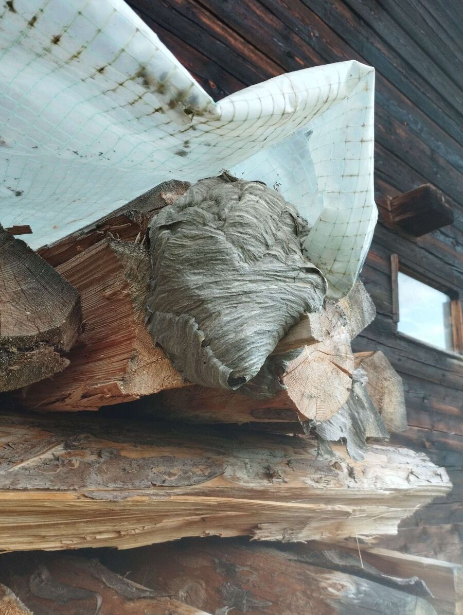 Relocate bees & remove bee nest