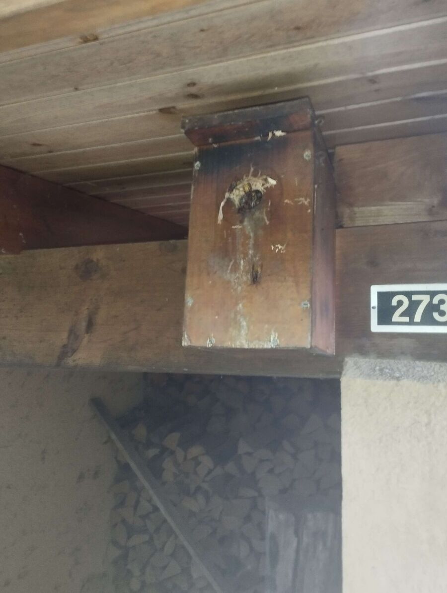 Bee nest at the house remove