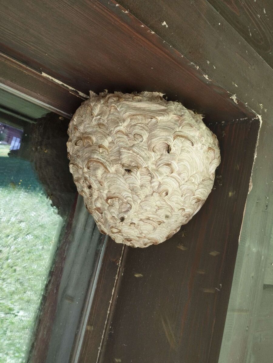Bee nest at the house remove