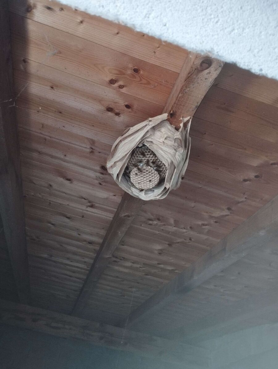 Bee nest at the house remove