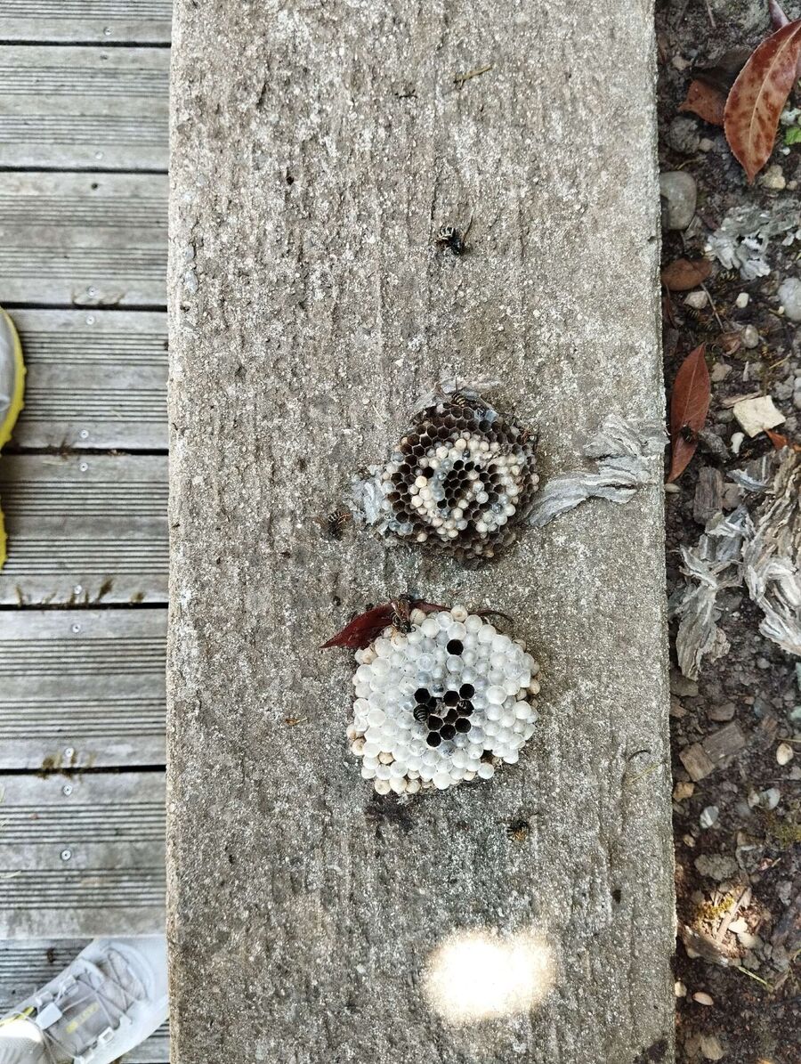 Relocate bees & remove bee nest