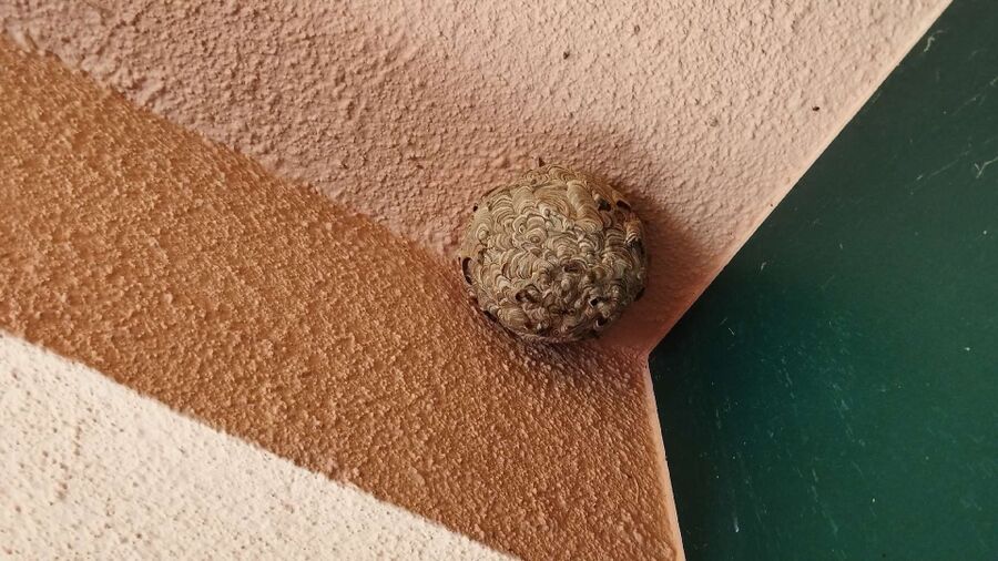 Bee nest at the house remove