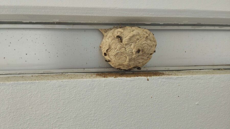 Relocate bees & remove bee nest