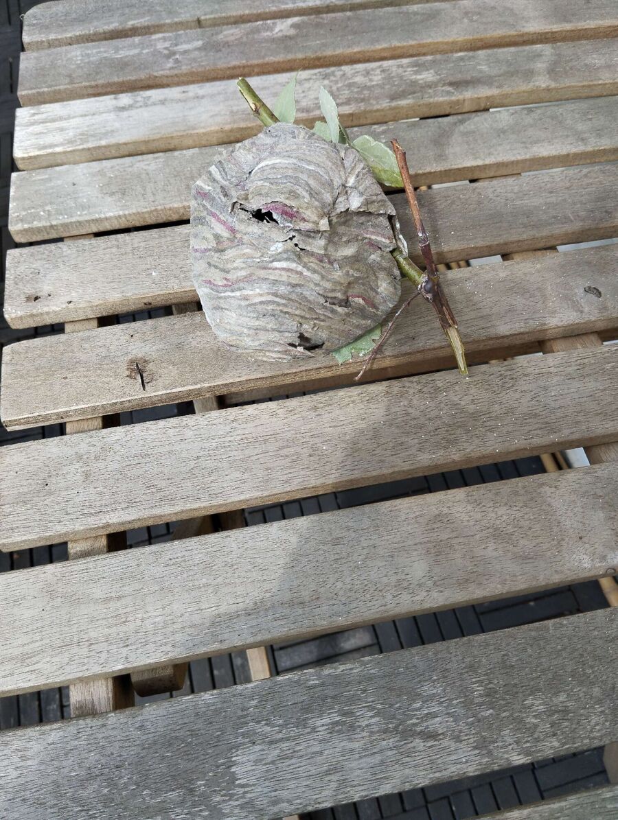 Relocate bees & remove bee nest