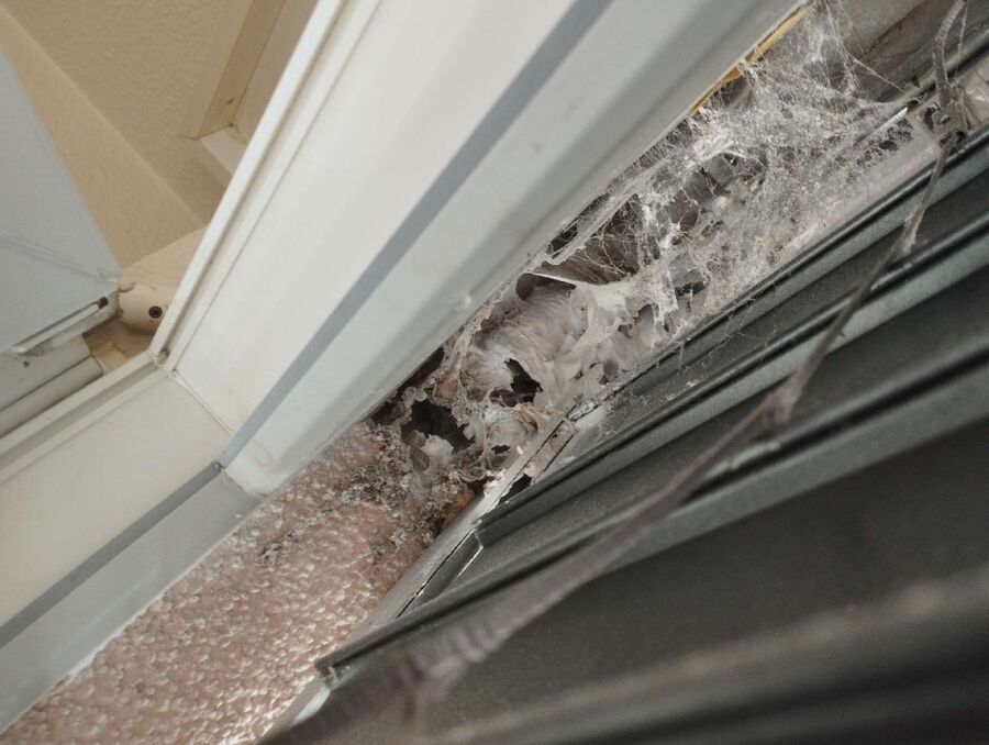 Bee nest at the house remove