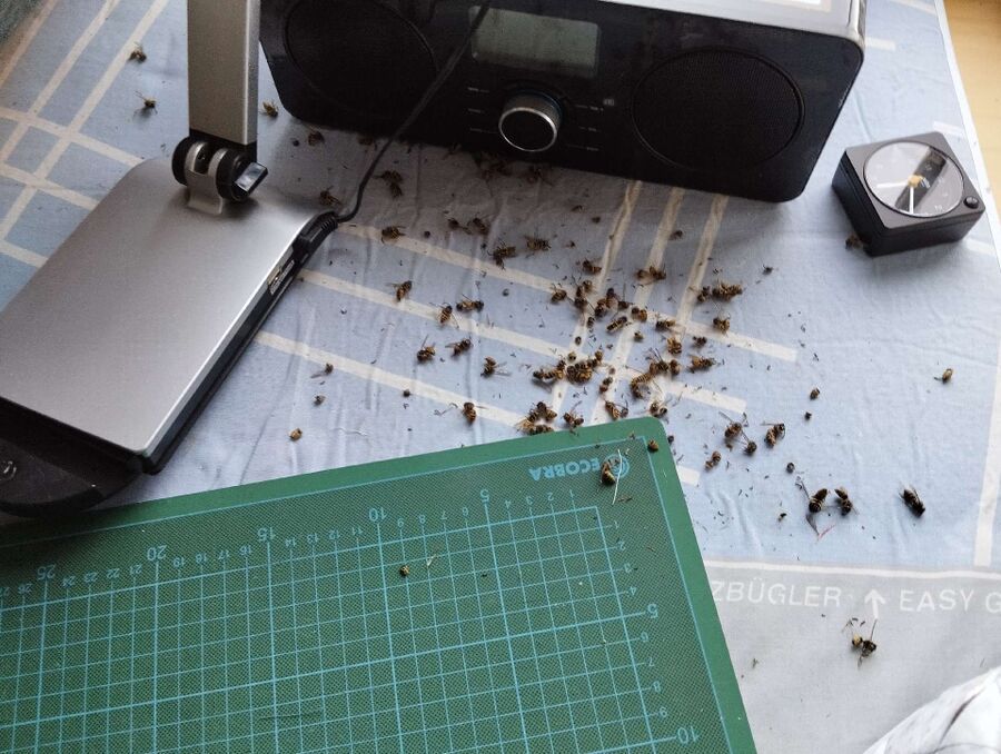 Bee nest at the house remove