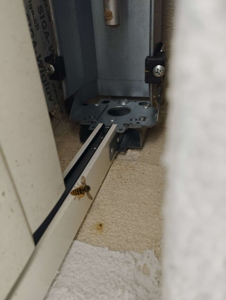 Bee nest at the house remove