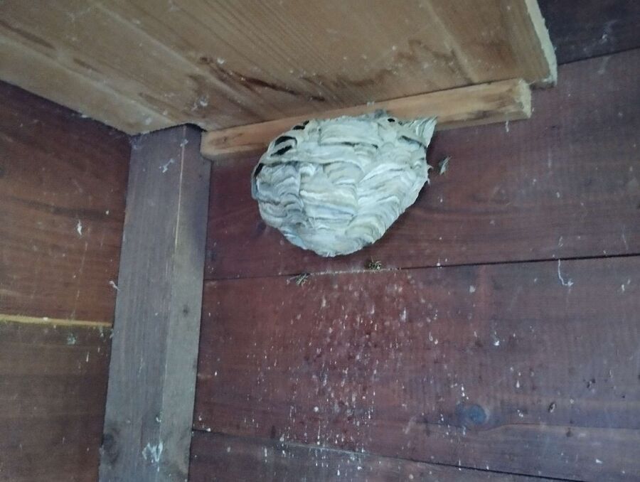Bee nest at the house remove