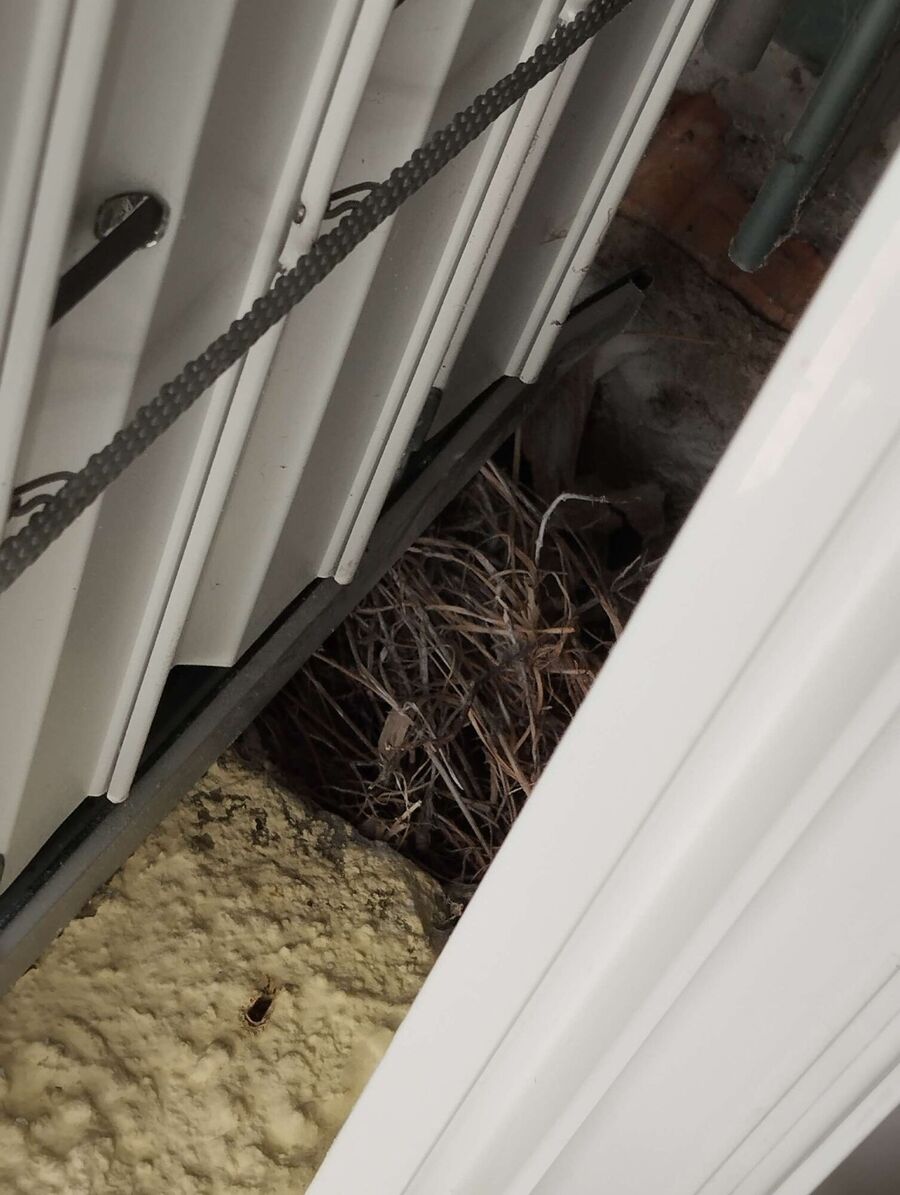 Relocate bees & remove bee nest