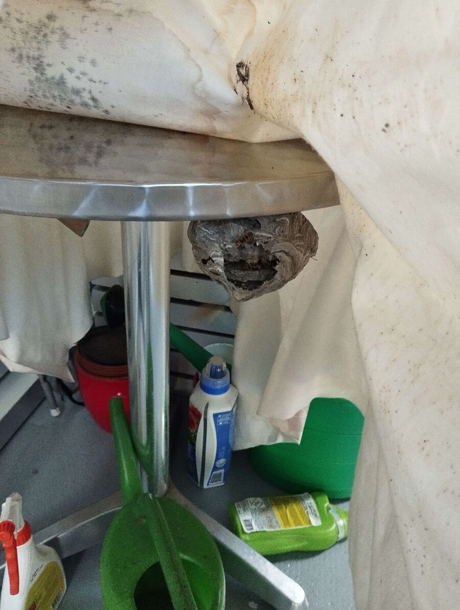 Bee nest at the house remove