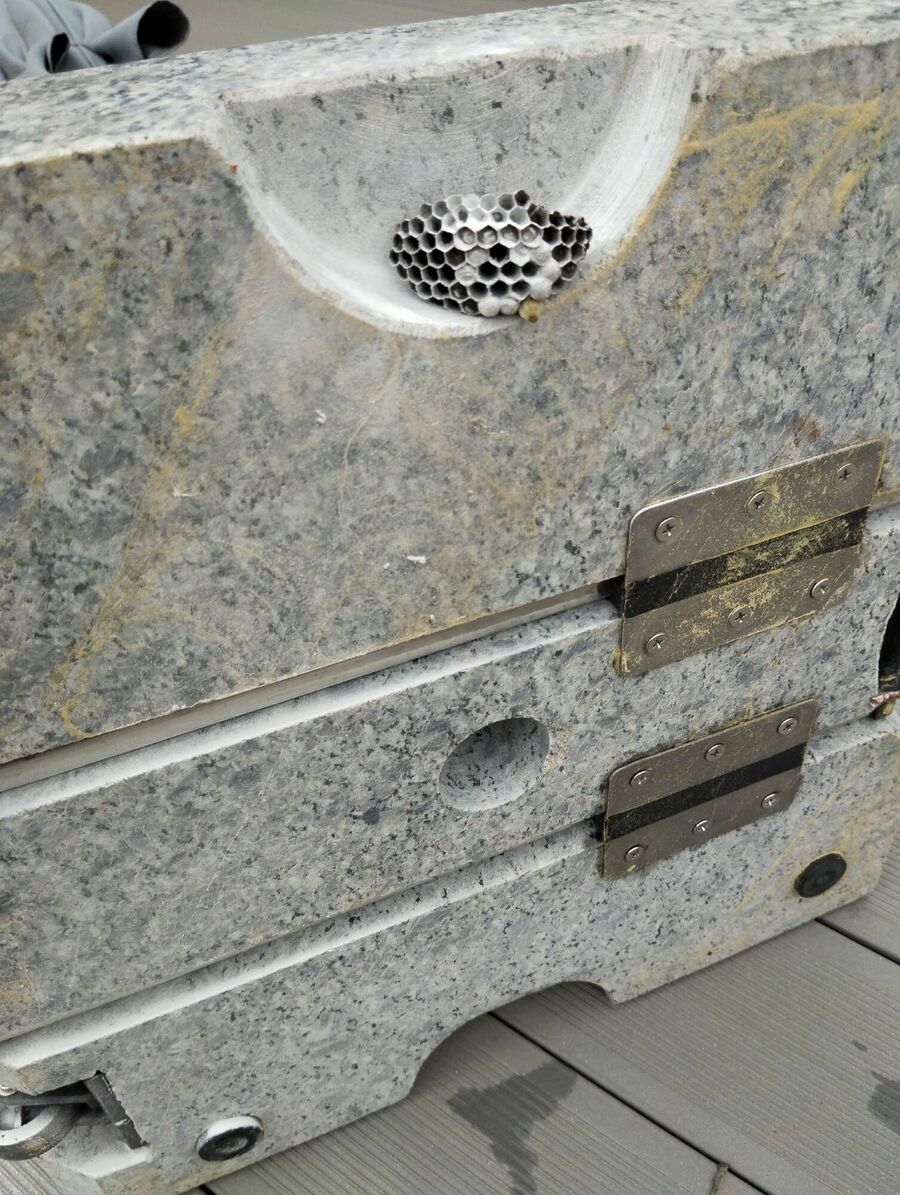 Relocate bees & remove bee nest