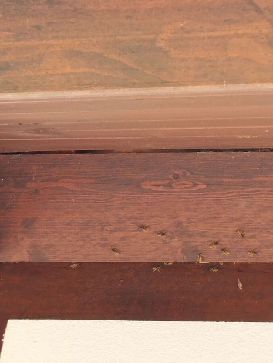 Bee nest at the house remove