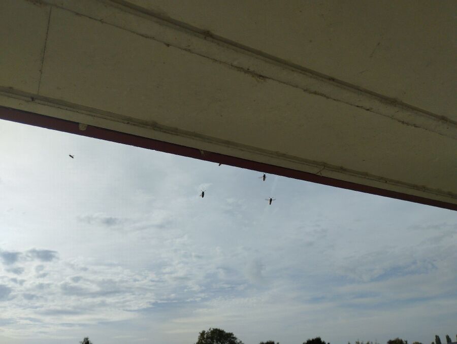 Bee nest at the house remove