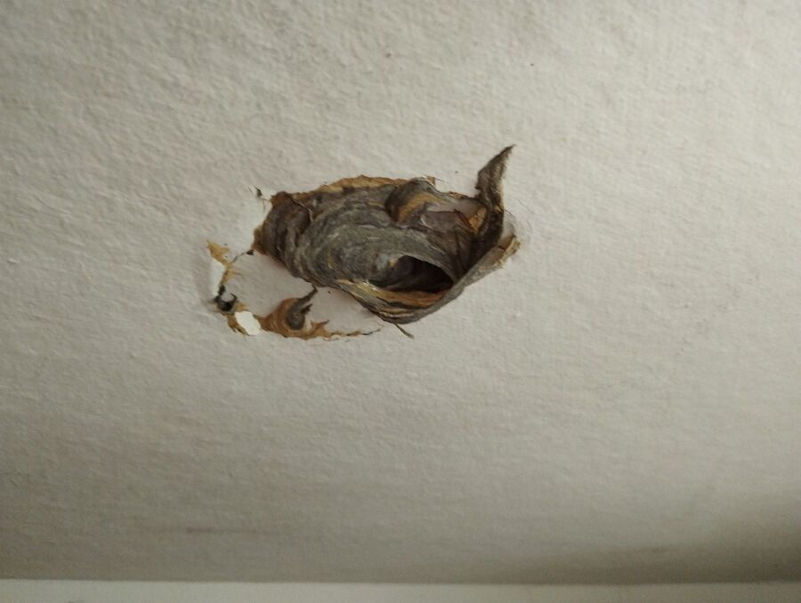 Relocate bees & remove bee nest