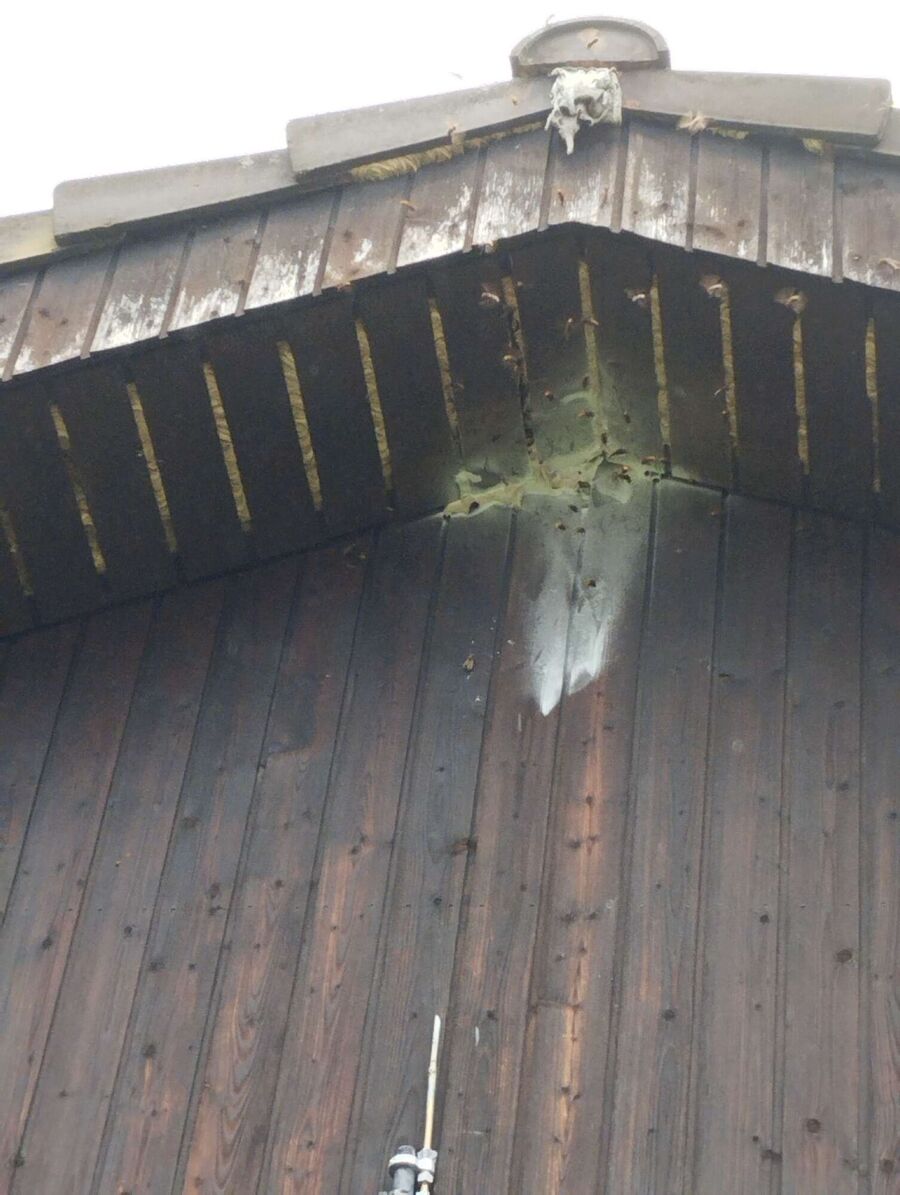 Relocate bees & remove bee nest