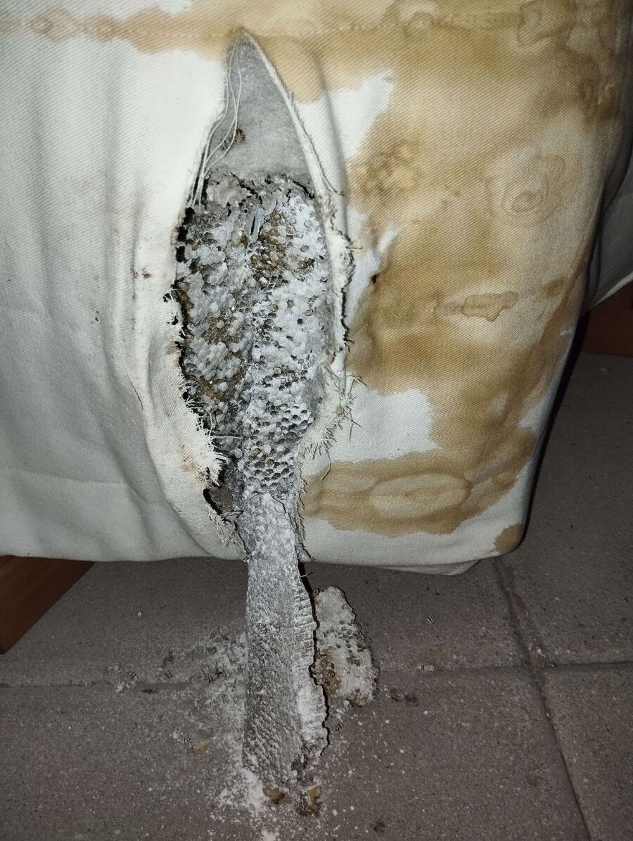 Bee nest at the house remove