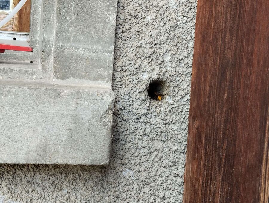 Bee nest at the house remove