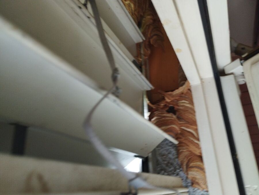 Relocate bees & remove bee nest