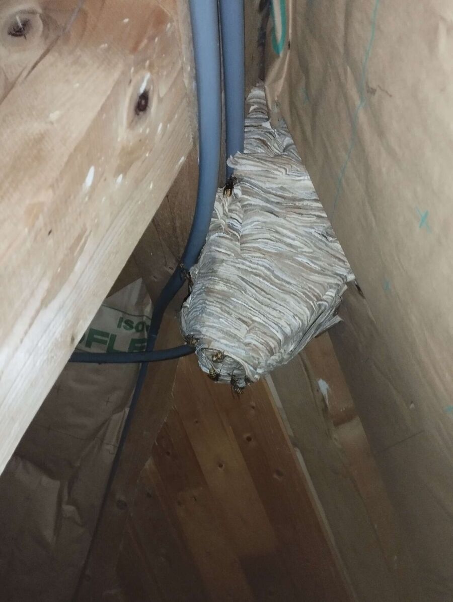 Relocate bees & remove bee nest