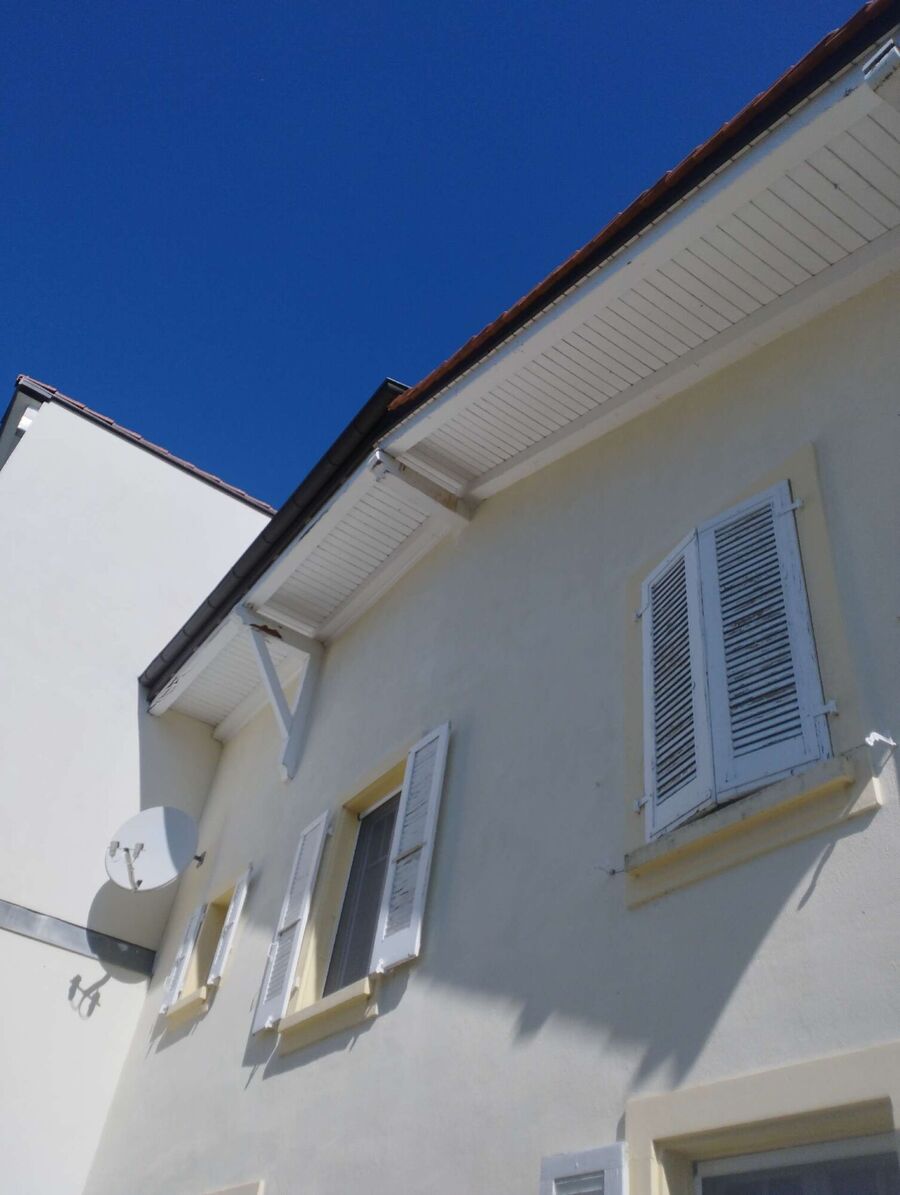 Relocate bees & remove bee nest