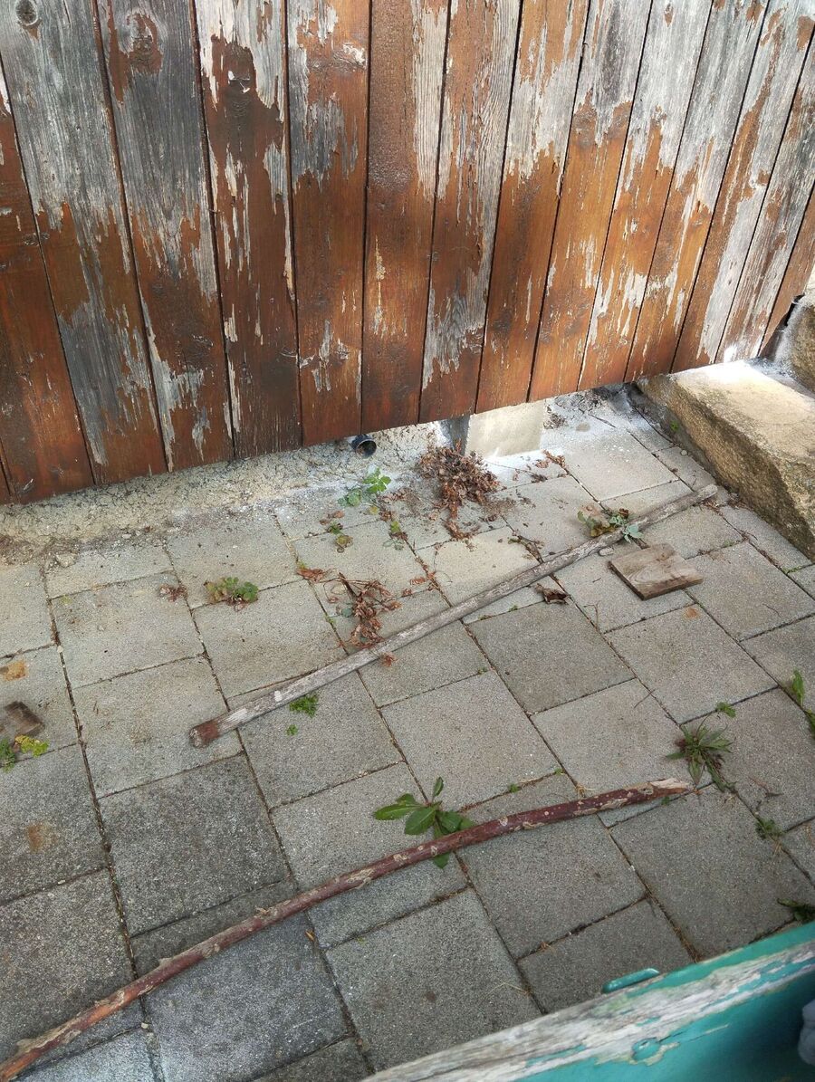 Relocate bees & remove bee nest