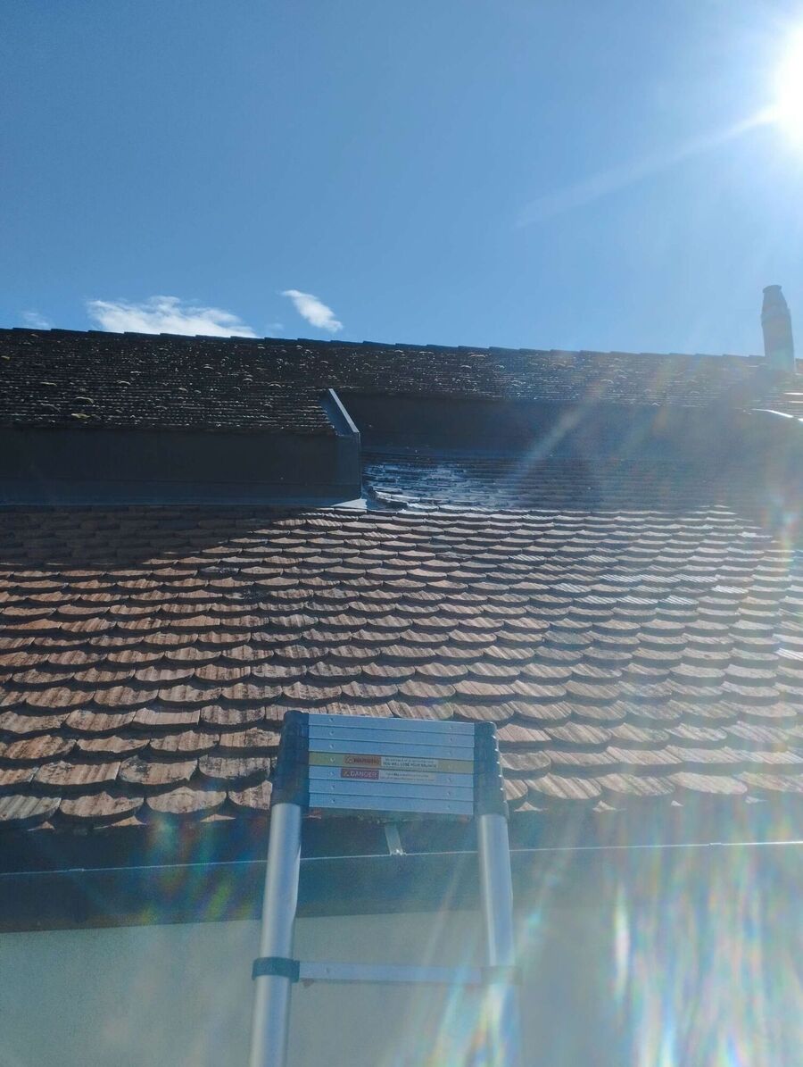 Relocate bees & remove bee nest