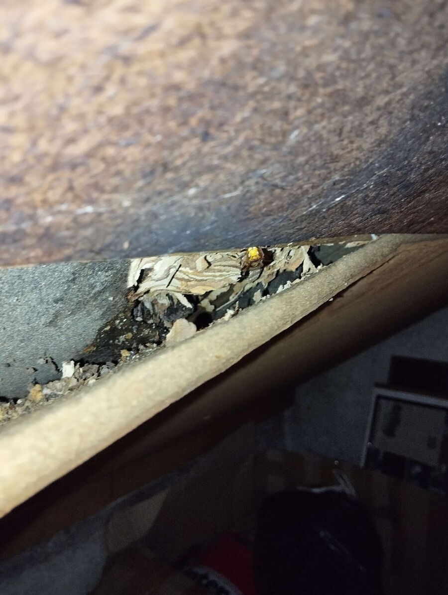 Bee nest at the house remove