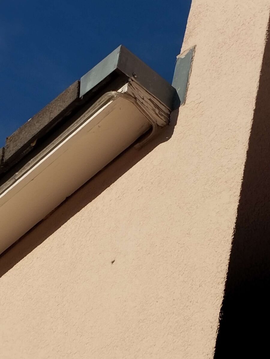 Relocate bees & remove bee nest