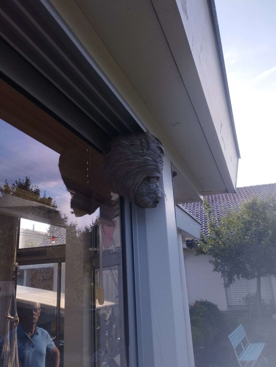 Bee nest at the house remove