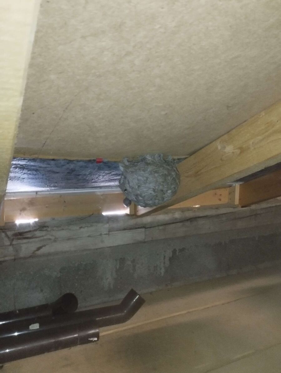 Relocate bees & remove bee nest