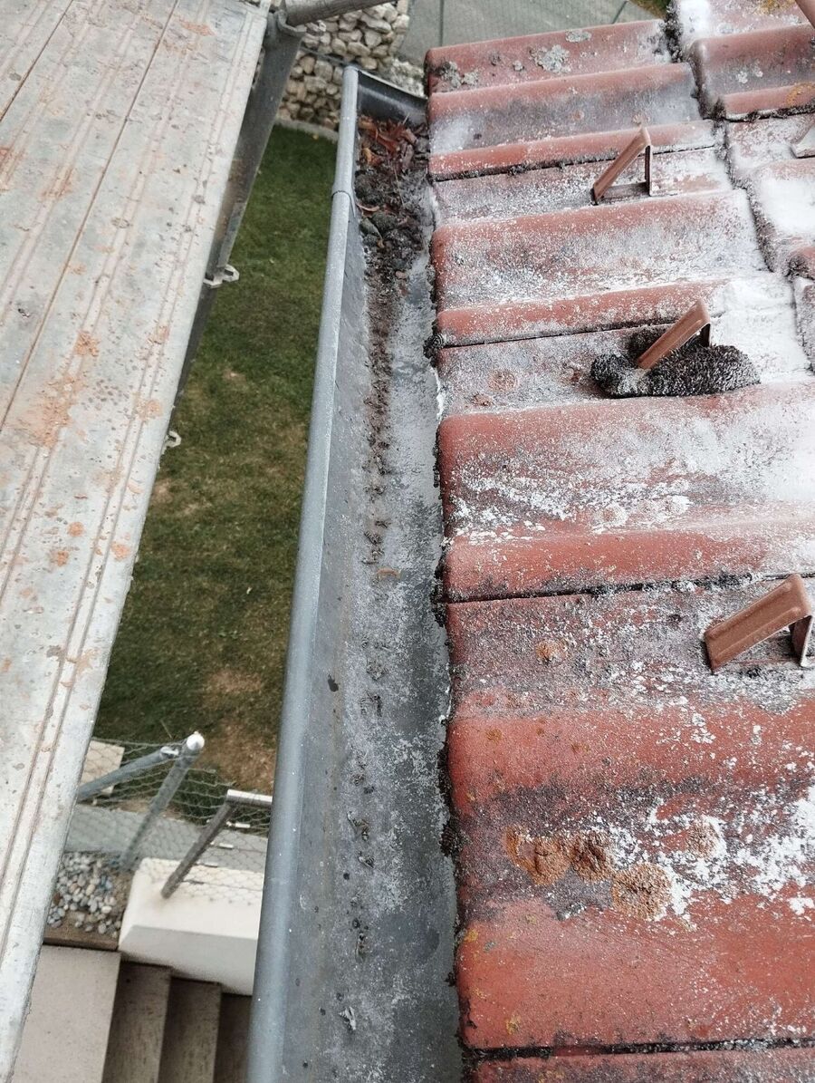 Relocate bees & remove bee nest