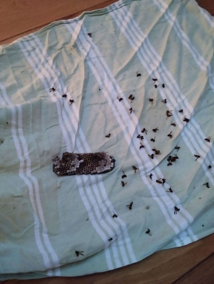 Bee nest at the house remove