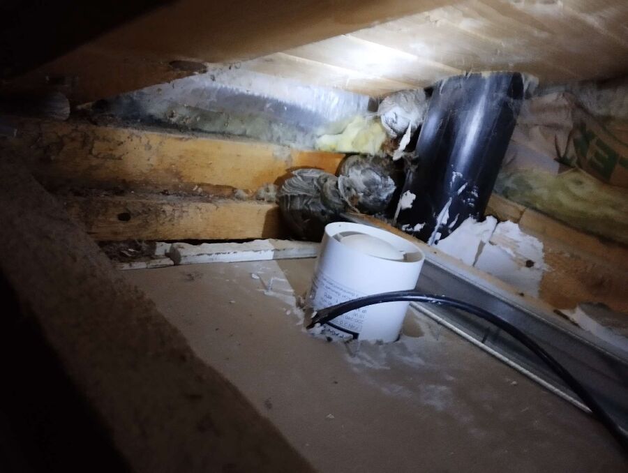 Relocate bees & remove bee nest