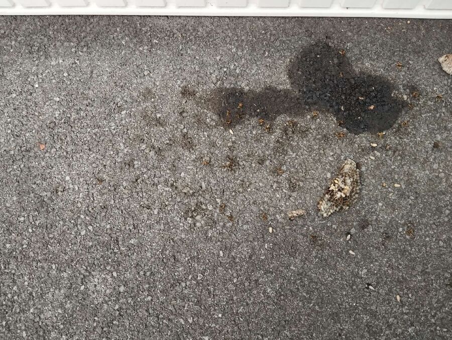 Bee nest at the house remove