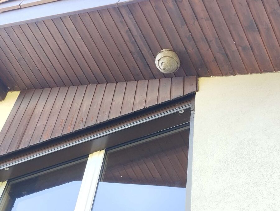 Bee nest at the house remove